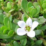 Benefits of Brahmi leaves