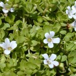 Benefits of Brahmi leaves: Brahmi leaves are beneficial for the skin in these 5 ways