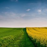 beautiful_yellow_flowers_field_and_green_grass_field_under_cloudy_blue_sky_hd_nature